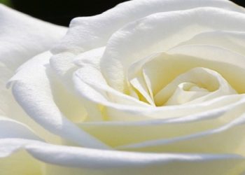 Những ý nghĩa sâu sắc của màu trắng