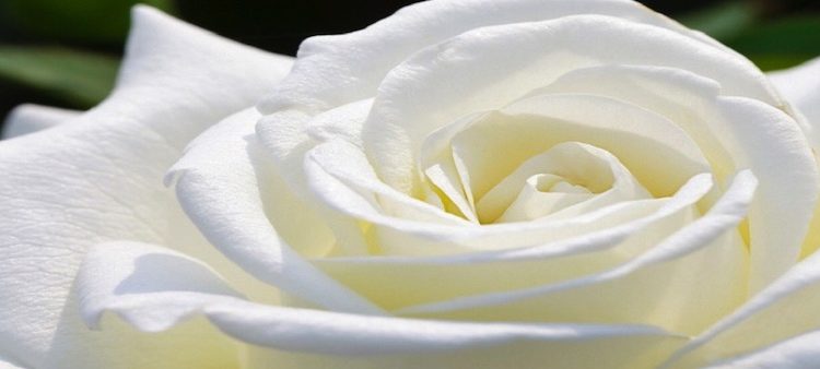 Những ý nghĩa sâu sắc của màu trắng