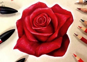 Một vài lưu ý để vẽ hoa mềm mại hơn