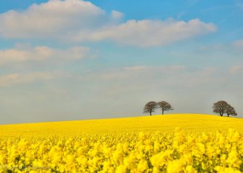 Sắc vàng có thể nhìn thấy ở những cánh đồng hoa 