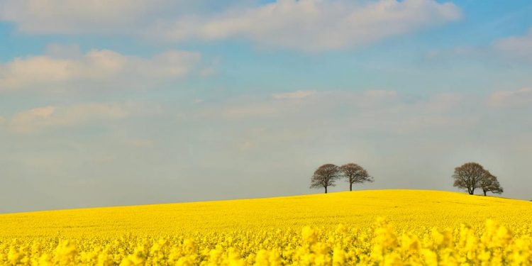 Sắc vàng có thể nhìn thấy ở những cánh đồng hoa 