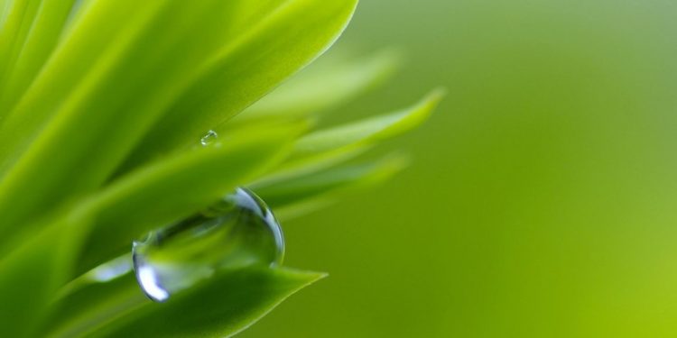 Màu xanh lá cây là màu tượng trưng cho thiên nhiên tươi mát