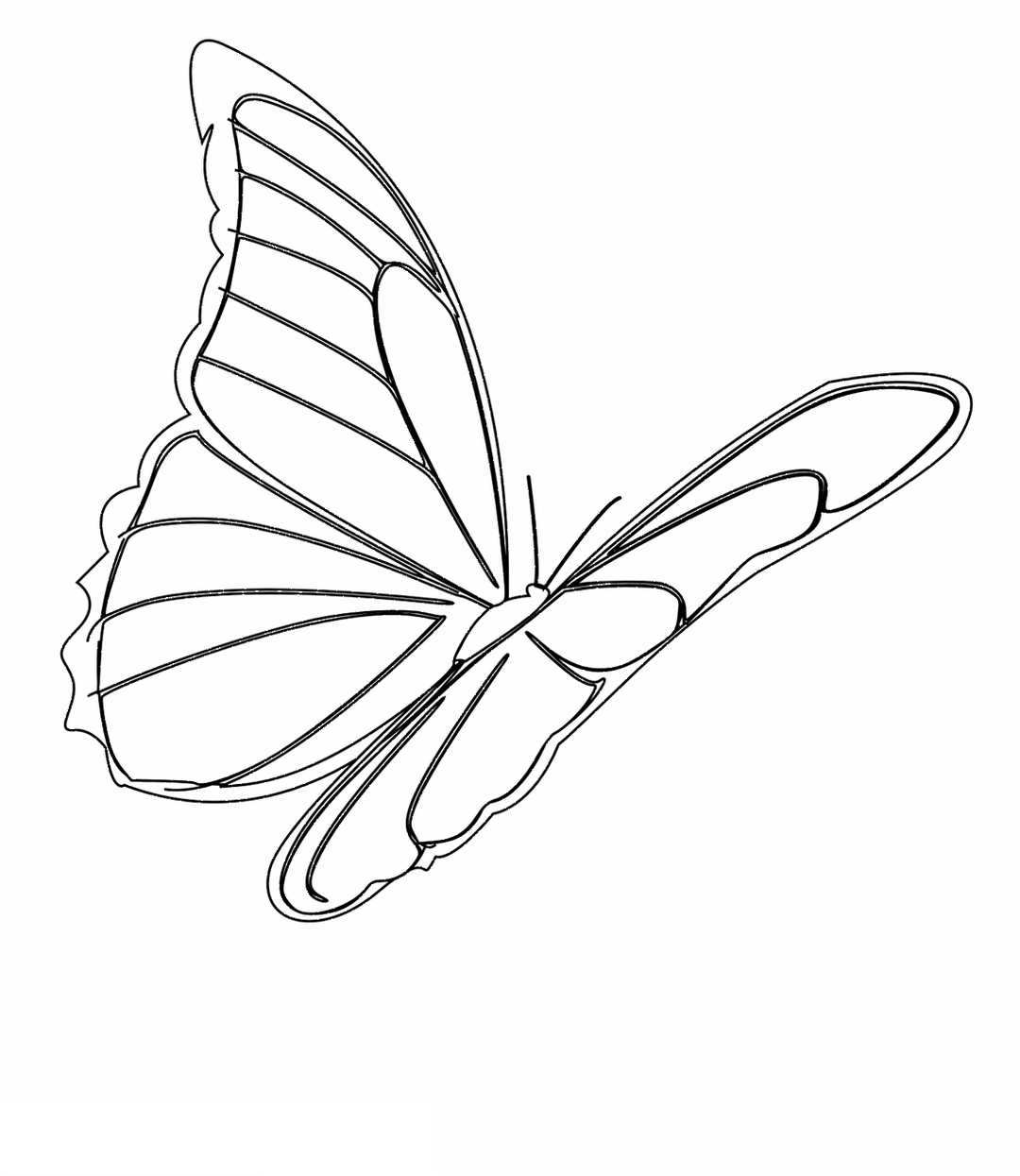 Hướng dẫn vẽ hình vẽ con bướm xinh cho người mới bắt đầu