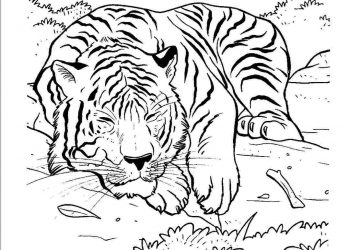 Loài hổ oai phong, dũng mãnh