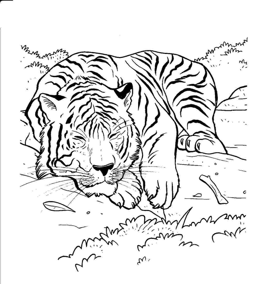 Hướng dẫn vẽ chú Hổ bằng bút chì đơn giản  Zest Art