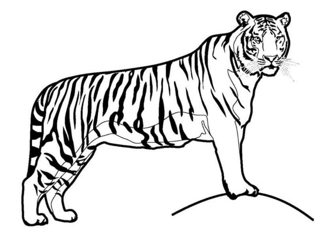 Hướng dẫn Cách vẽ con hổ đơn giản cho người mới học vẽ tranh