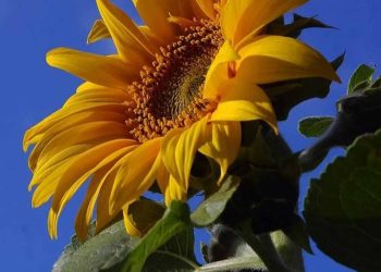 Hoa hướng dương được cấu tạo từ nhụy và cánh hoa