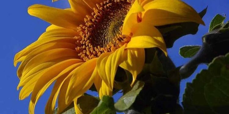 Hoa hướng dương được cấu tạo từ nhụy và cánh hoa