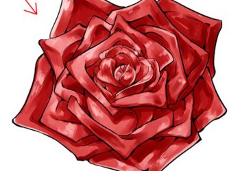 Đặc điểm sinh học của cây hoa hồng