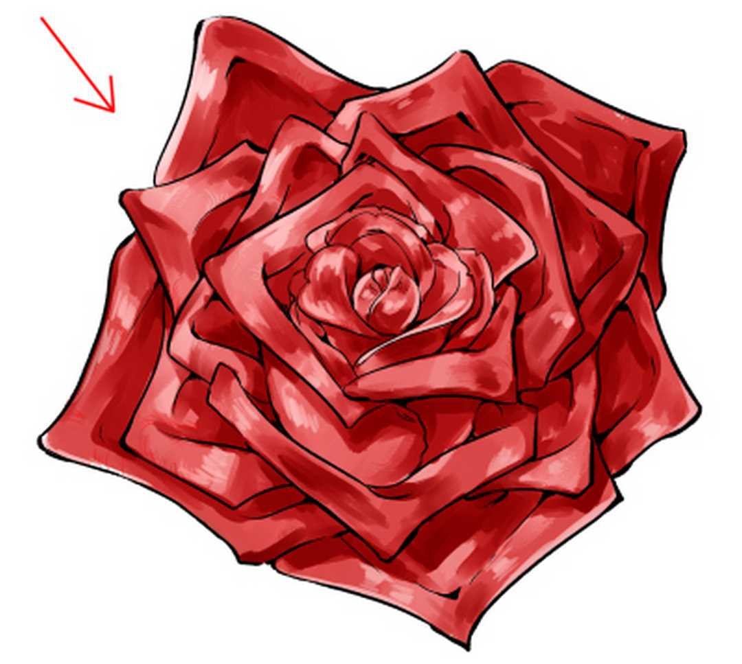 Đặc điểm sinh học của cây hoa hồng