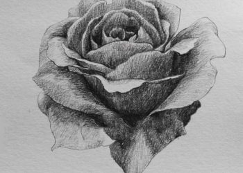 Vẽ hoa Hồng đẹp bằng bút chì theo từng bước chi tiết