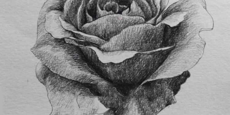 Vẽ hoa Hồng đẹp bằng bút chì theo từng bước chi tiết
