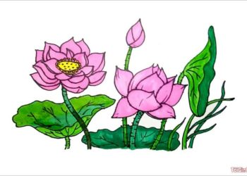 Cách sử dụng màu sắc cho hoa Sen