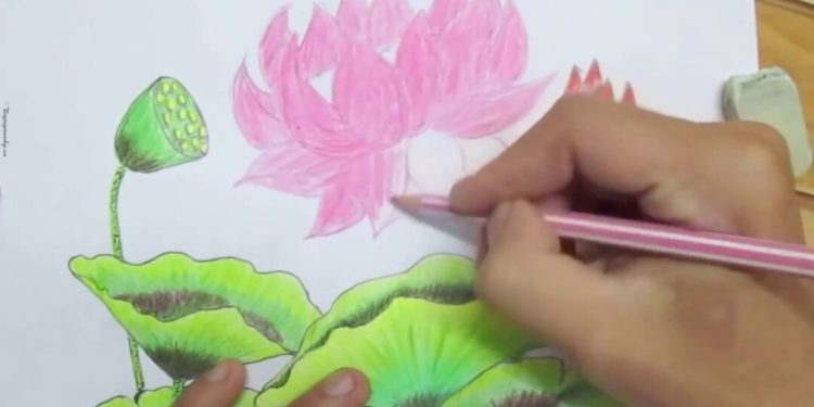 Cách kết hợp các phần của hoa sen đẹp