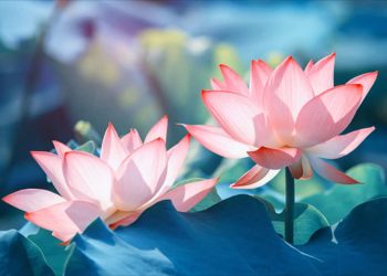 Ý nghĩa của các loại Hoa Sen khác nhau