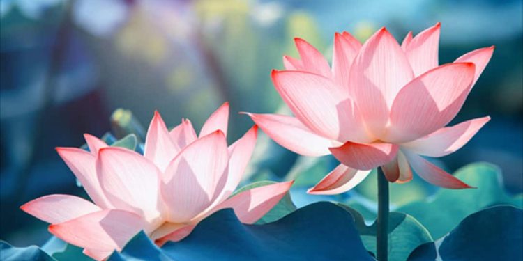 Ý nghĩa của các loại Hoa Sen khác nhau