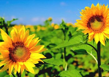 Lịch sử và ý nghĩa của hoa Hướng Dương trong văn hóa Việt Nam