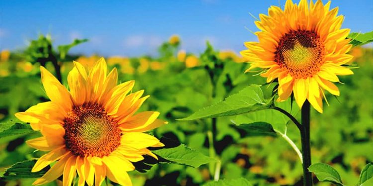 Lịch sử và ý nghĩa của hoa Hướng Dương trong văn hóa Việt Nam